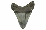 Fossil Megalodon Tooth - South Carolina #356843-1